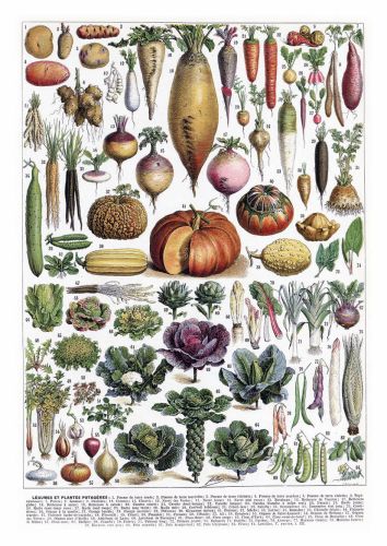 A mixture of vegetables