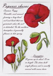 Papaver rhoeas - Common poppy