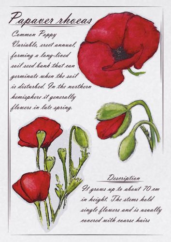 Papaver rhoeas - Common poppy