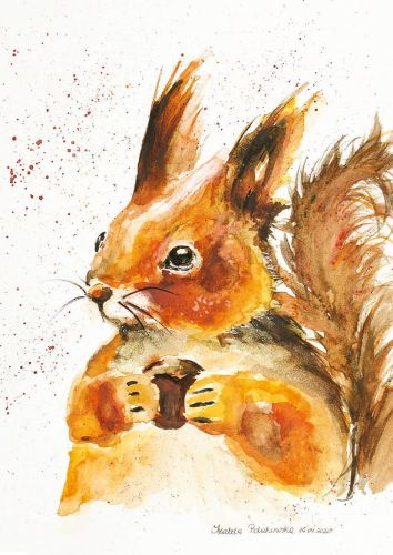 Squirrel