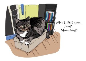 Everyday cat - Monday