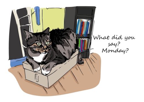 Everyday cat - Monday