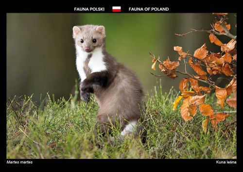 Fauna of Poland: European pine marten