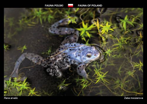 Fauna of Poland: Moor frog
