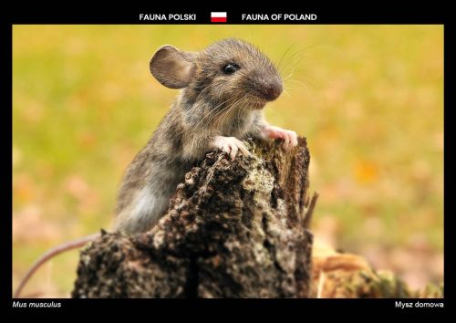 Fauna of Poland: House mouse