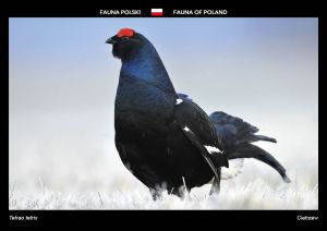 Fauna of Poland: Black grouse