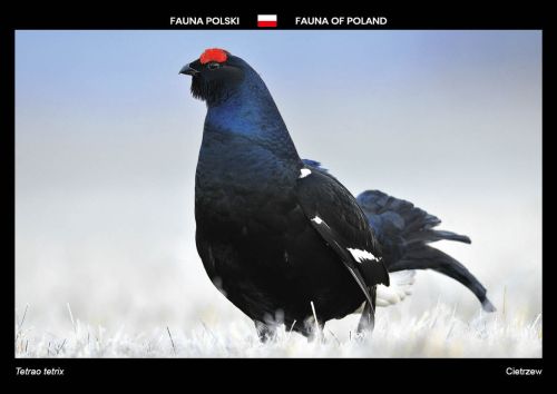 Fauna of Poland: Black grouse