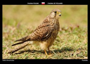 Fauna of Poland: Common kestrel
