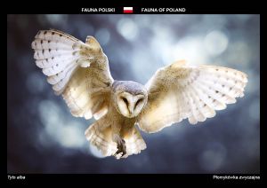 Fauna of Poland: Western barn owl