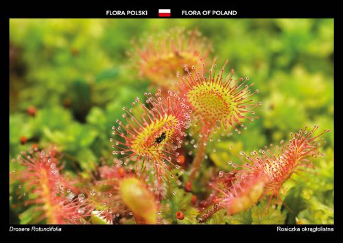 Flora of Poland: Round-leaved sundew