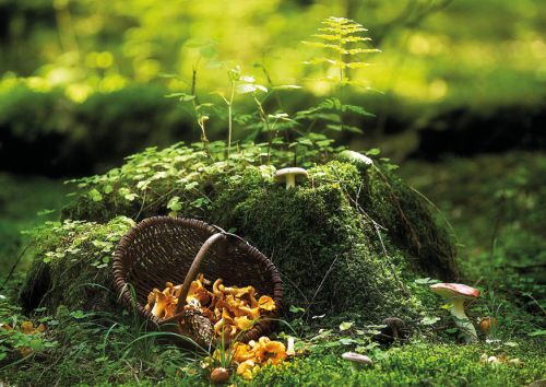 Chanterelle in a basket