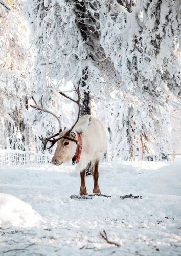 Reindeer