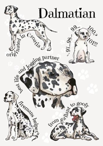 Dog breeds - Dalmatian