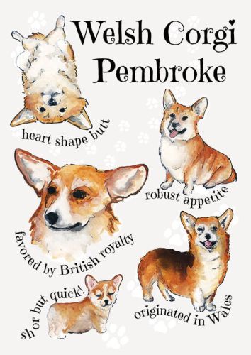 Dog breeds - Welsh Corgi Pembroke