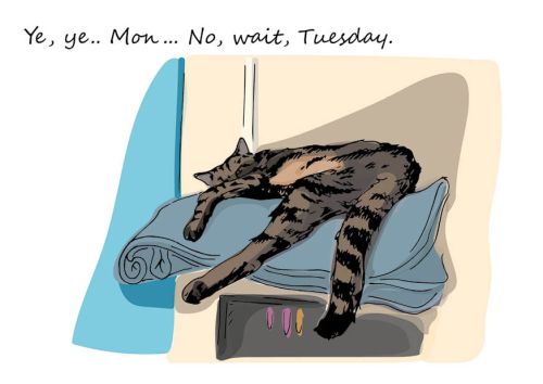 Everyday cat - Tuesday