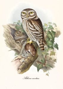 Athene noctua - Little owl