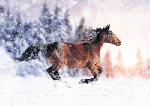 Horse