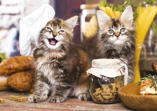 Kittens in a chef's cap