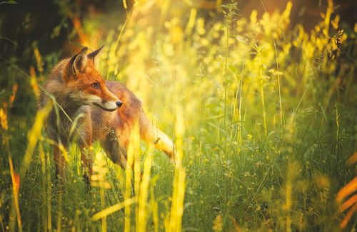 Fox