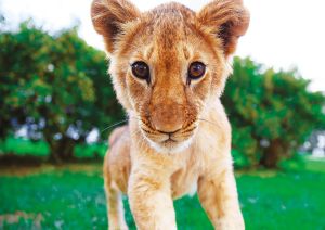 Lion cub