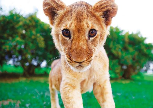 Lion cub