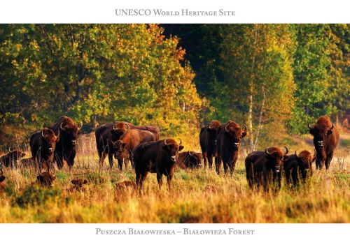 UNESCO WHS: Białowieża Forest