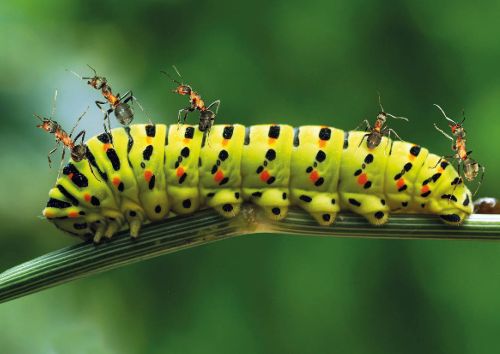Ants