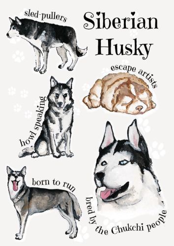 Dog breeds - Siberian Husky