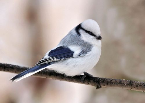 Azure tit