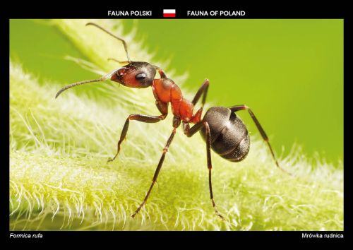 Fauna of Poland: Red wood ant