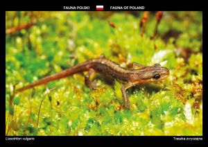 Fauna of Poland: Smooth newt