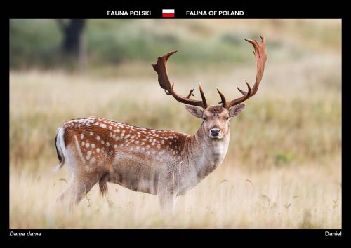 Fauna of Poland: Fallow deer