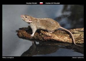 Fauna of Poland: Brown rat