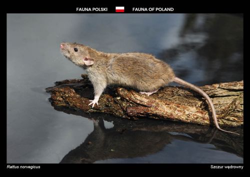 Fauna of Poland: Brown rat