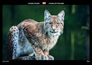 Fauna of Poland: Eurasian lynx