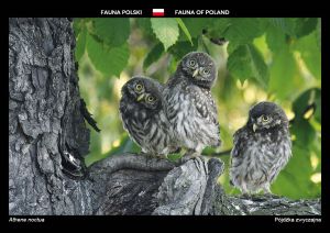 Fauna of Poland: Little owl