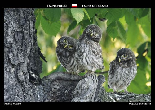 Fauna of Poland: Little owl