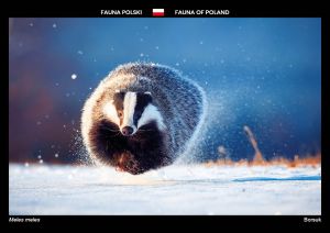 Fauna of Poland: European badger