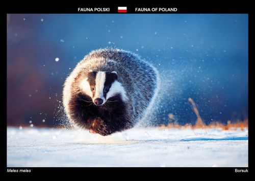 Fauna of Poland: European badger