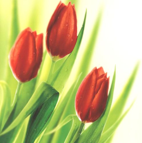 Folded card - Flowers