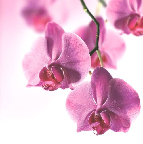 Folded card - Flowers