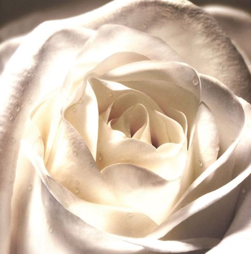 Folded card - Flowers