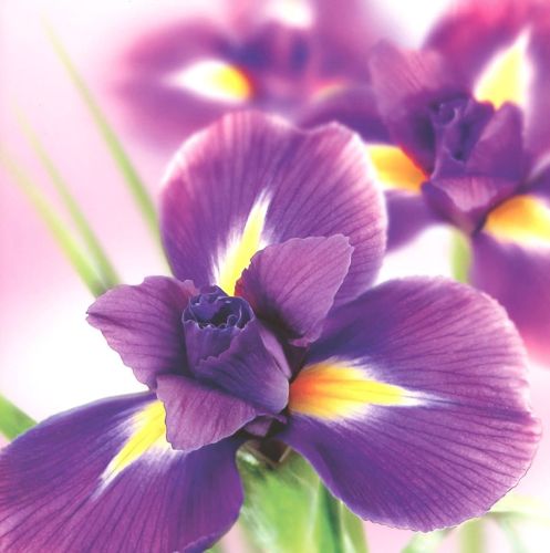 Folded card - Flowers