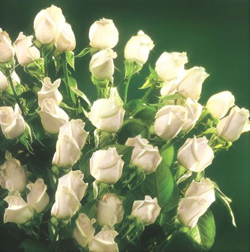 Folded card - Flowers