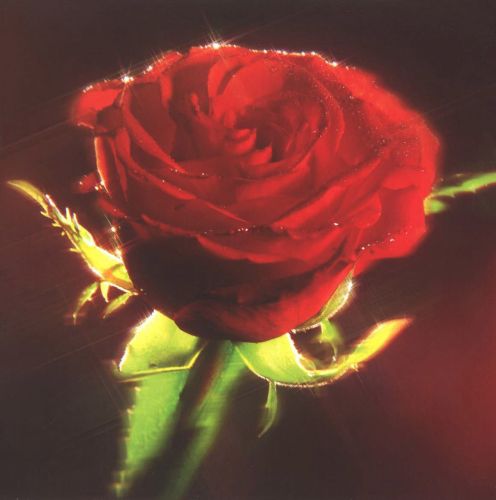 Folded card - Flowers