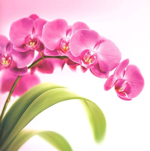 Folded card - Flowers