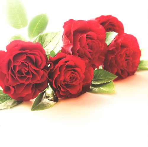 Folded card - Flowers
