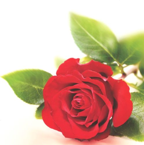 Folded card - Flowers