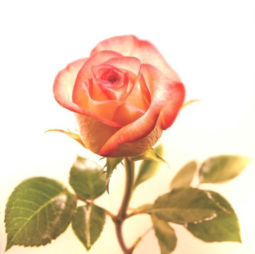 Folded card - Flowers