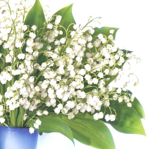 Folded card - Flowers
